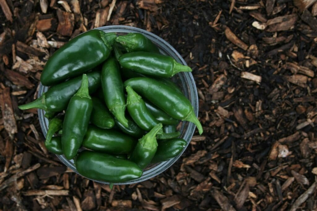 bowl of jalapenos on soil