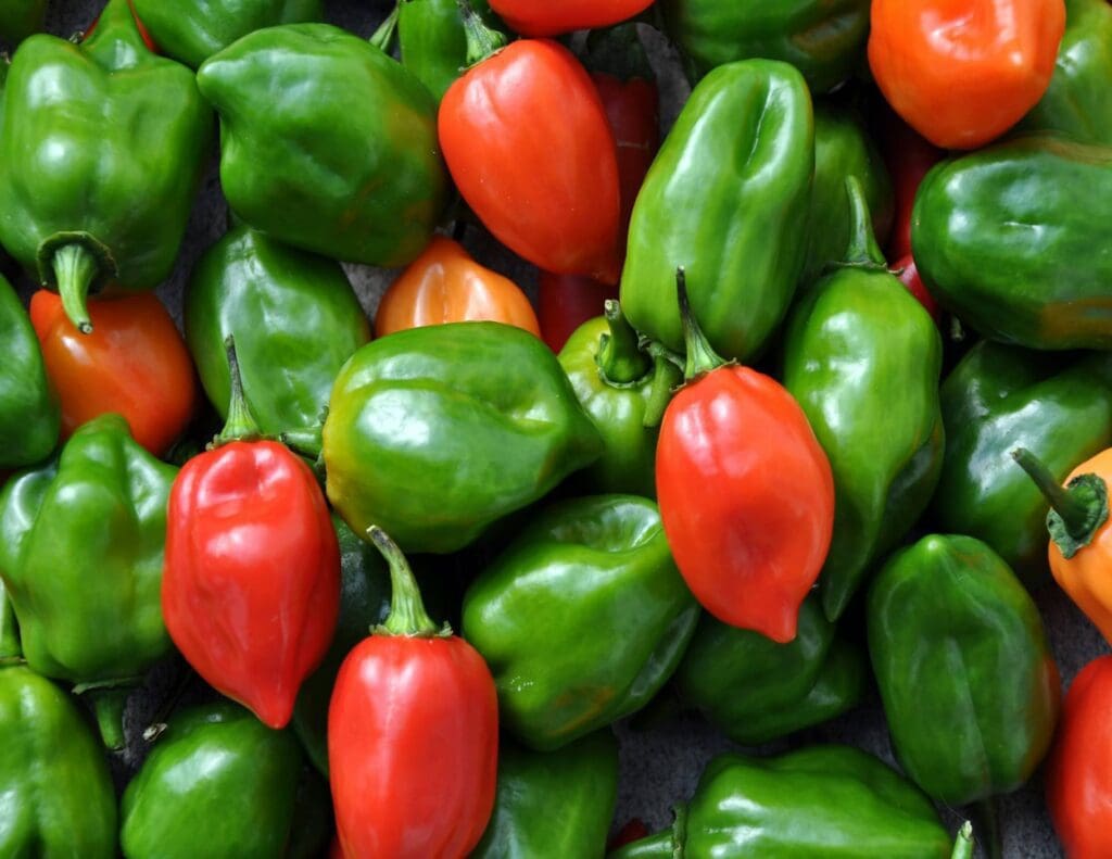 close-up of red and green habanero peppers