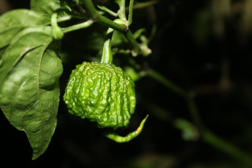 close-up of unripe Reaper Pepper on vine