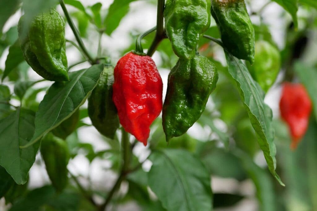 red and green Ghost Peppers on plant