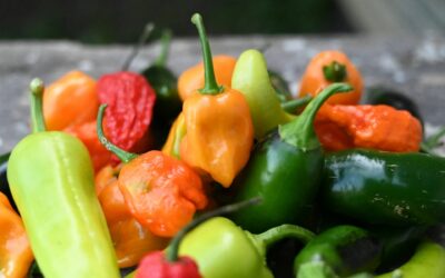 different hot pepper varieties on a table